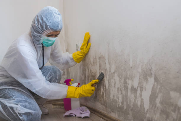 Best White Mold Remediation in Union City, IN