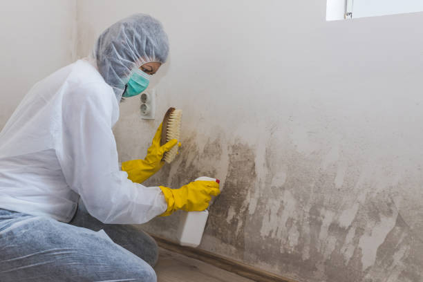 Best Black Mold Remediation in Union City, IN
