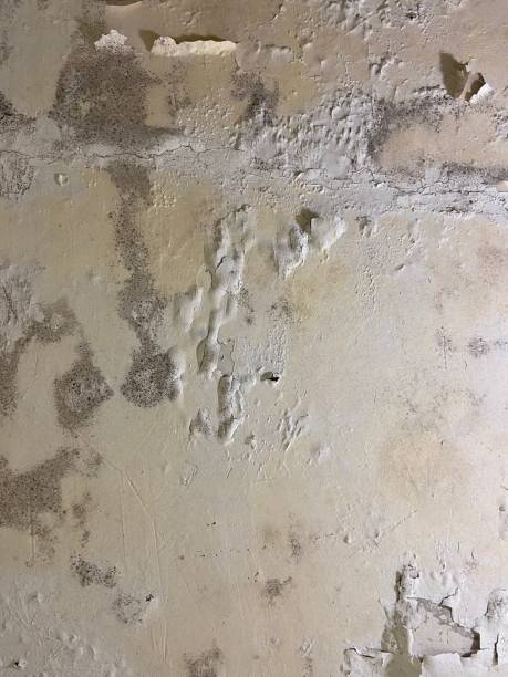 Best DIY Mold Remediation Support Services in Union City, IN