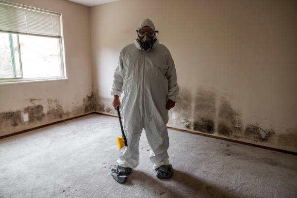Best Attic Mold Remediation in Union City, IN