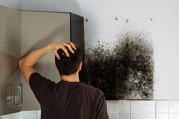 Best Insurance-Related Mold Remediation in Union City, IN